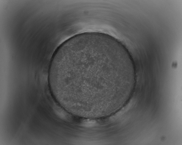 X0000103961505200809261759