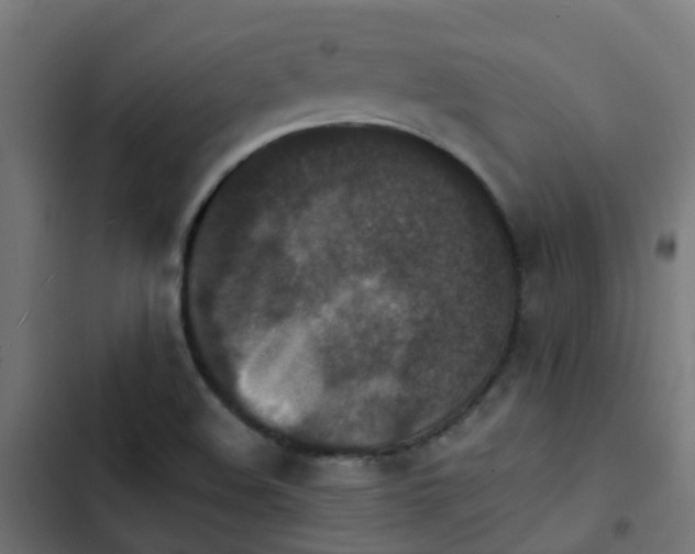 X0000103961508200809261759