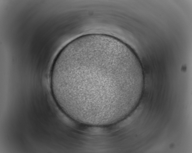X0000103961517200809261759