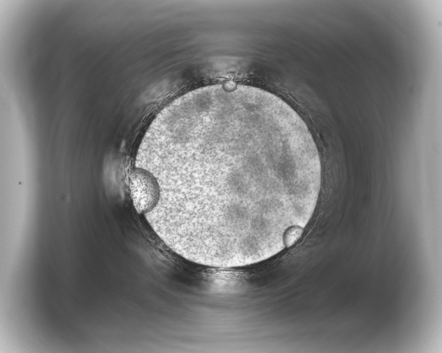 X0000103960336200810031209