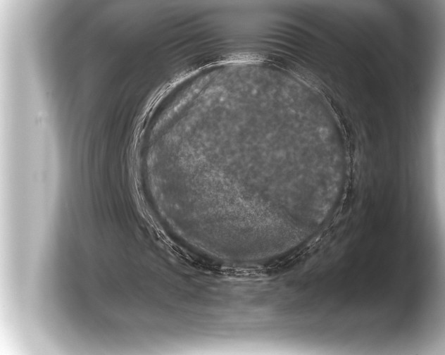 X0000103960337200810031208