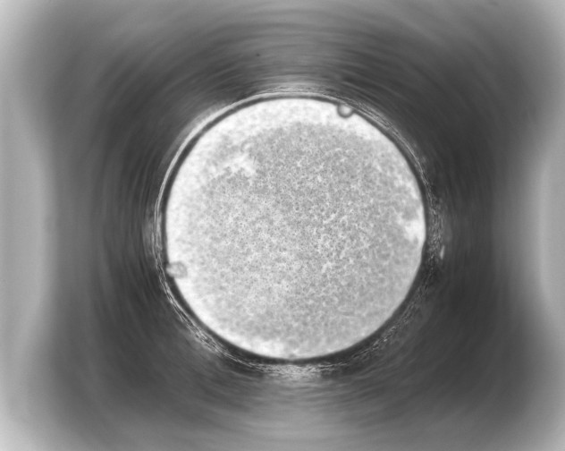 X0000103960996200810031200