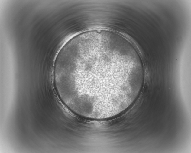 X0000103961244200810031157