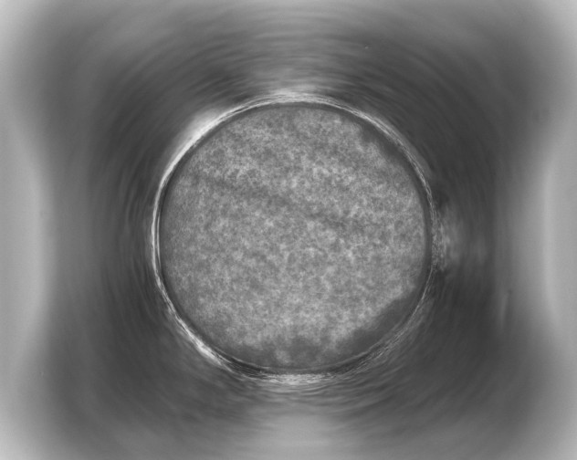 X0000103961294200810031156