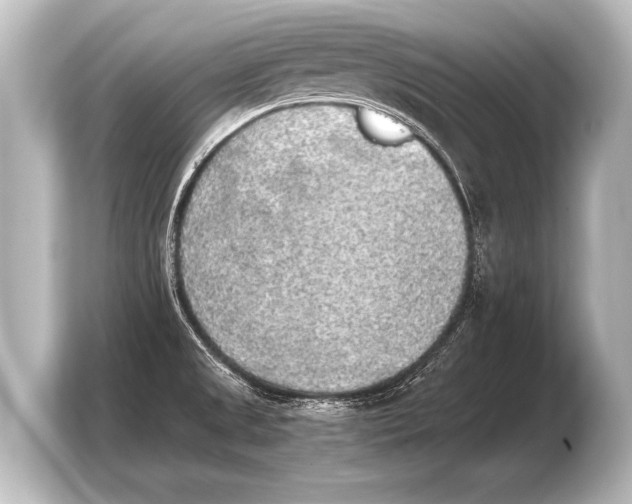 X0000103961525200810031154