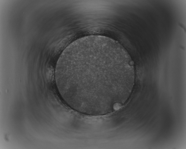 X0000103960029200810101255