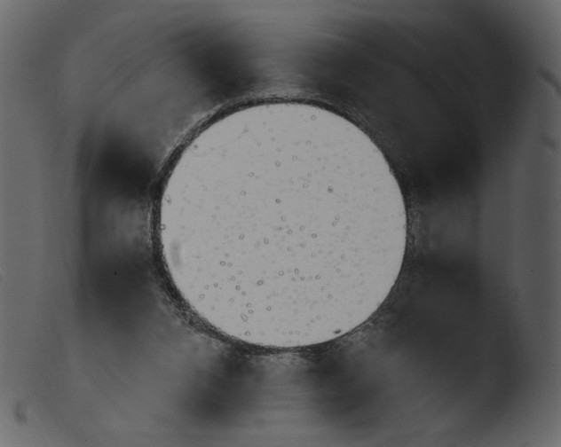 X0000103960112200810101253