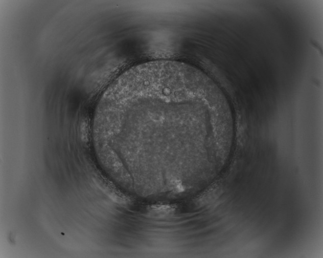 X0000103960161200810101252