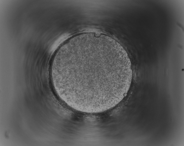 X0000103960199200810101252