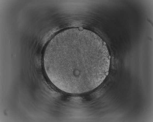 X0000103960203200810101252