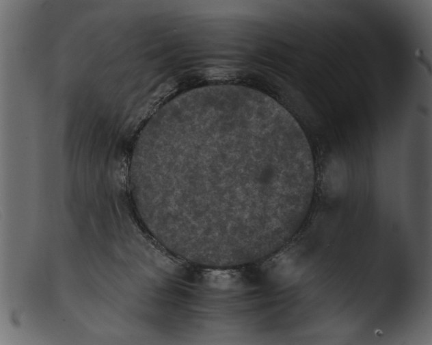 X0000103960277200810101251