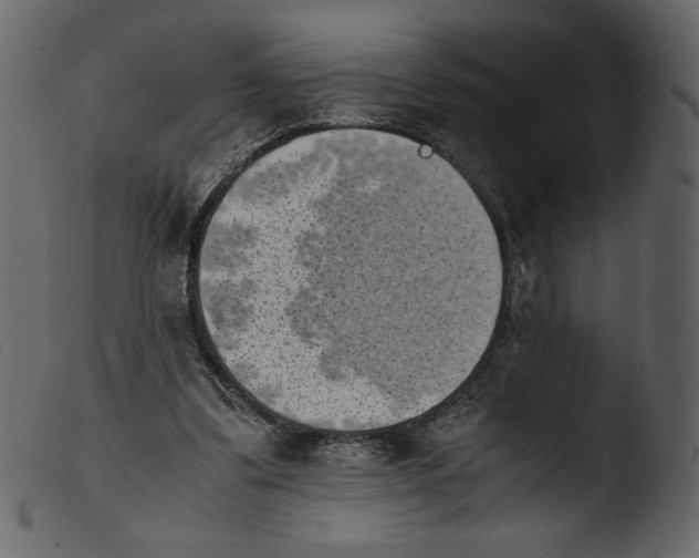 X0000103960299200810101250