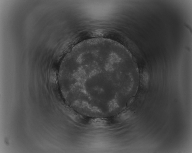 X0000103960331200810101250