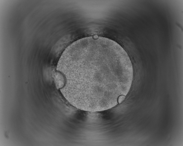 X0000103960336200810101250