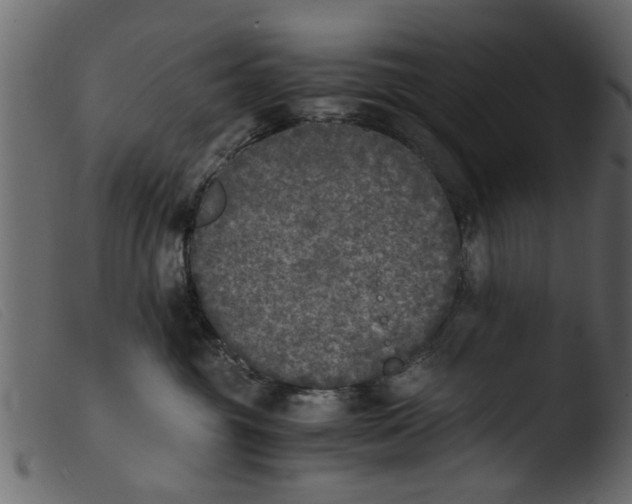 X0000103960381200810101250