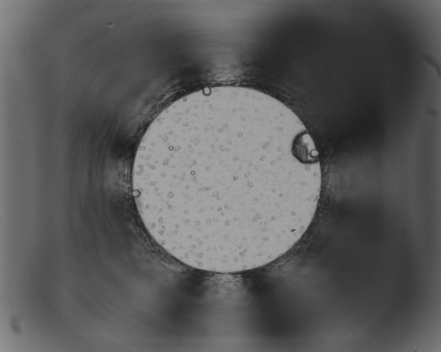 X0000103960421200810101249