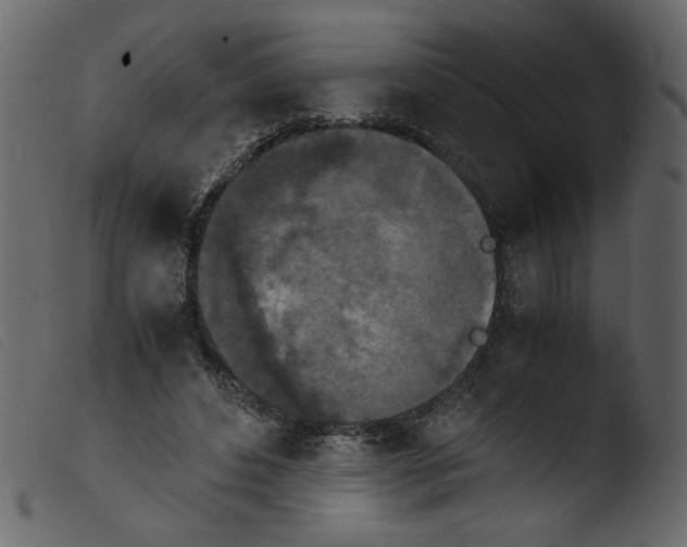 X0000103960496200810101247