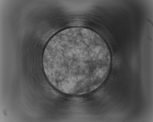 X0000103960529200810101246