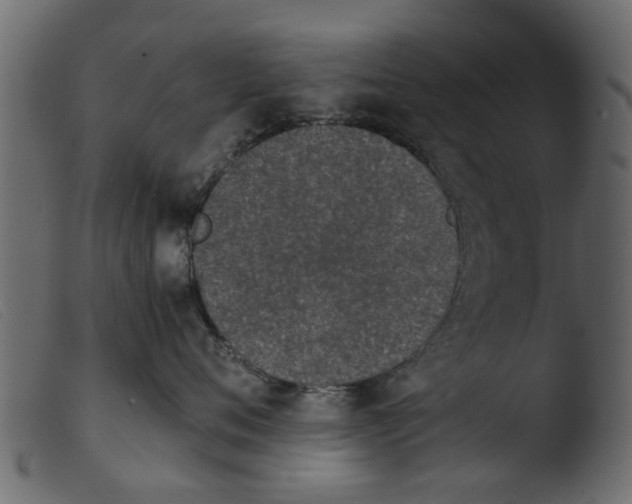 X0000103960720200810101244