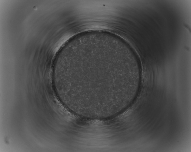 X0000103960783200810101243