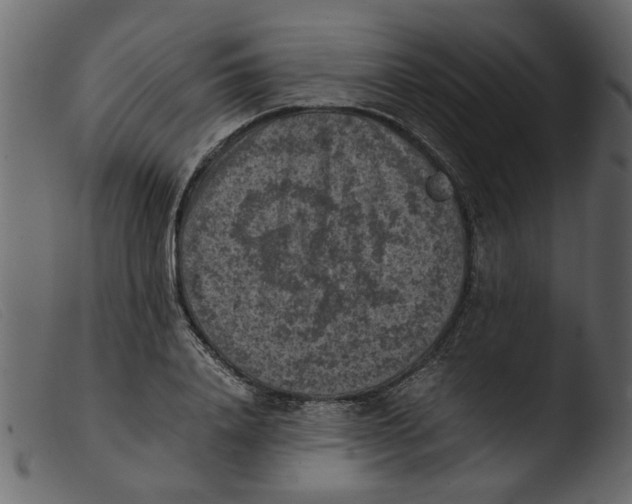 X0000103960840200810101243