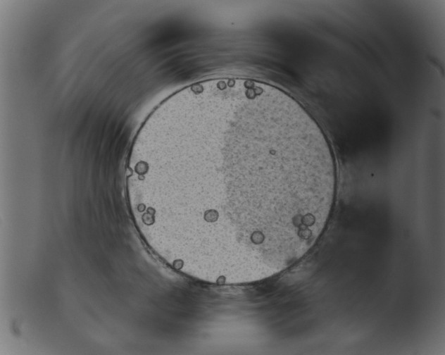 X0000103960862200810101243