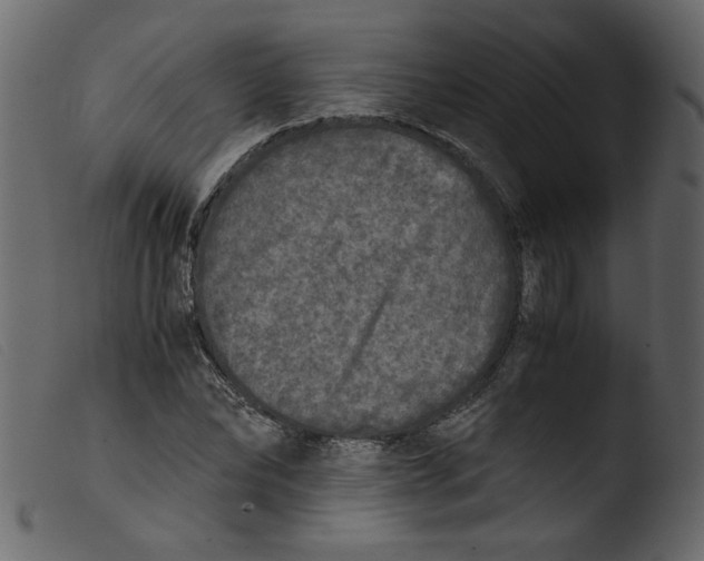 X0000103960878200810101242