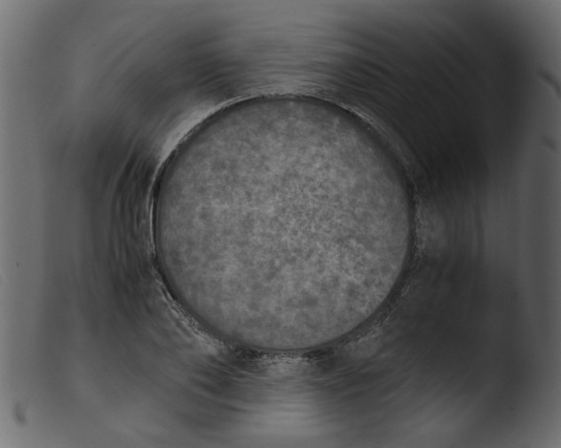 X0000103960886200810101242