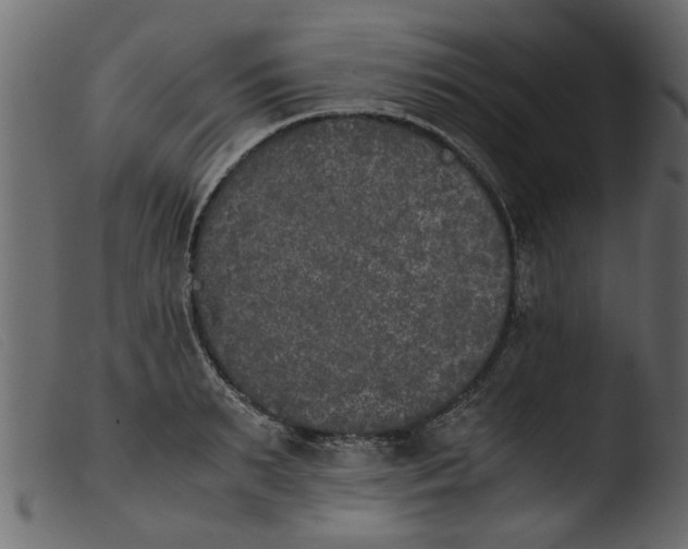 X0000103960895200810101242