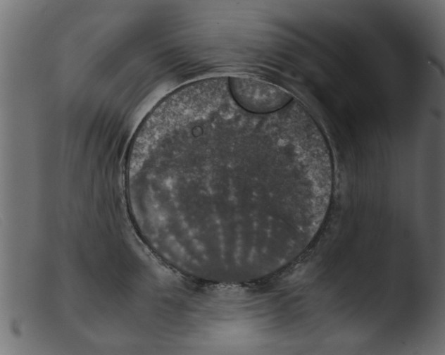 X0000103960907200810101241