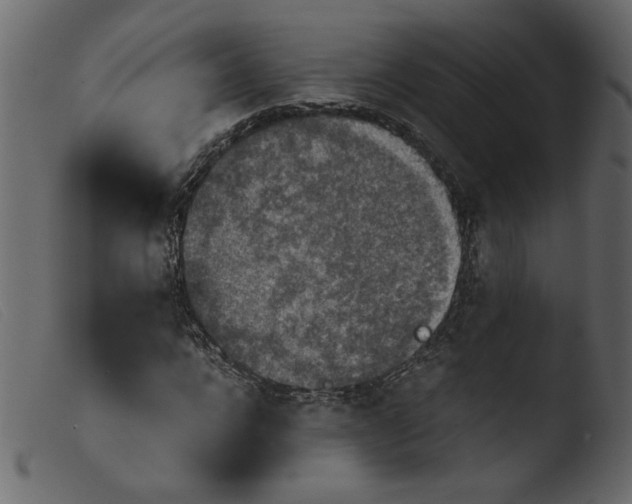 X0000103960920200810101241