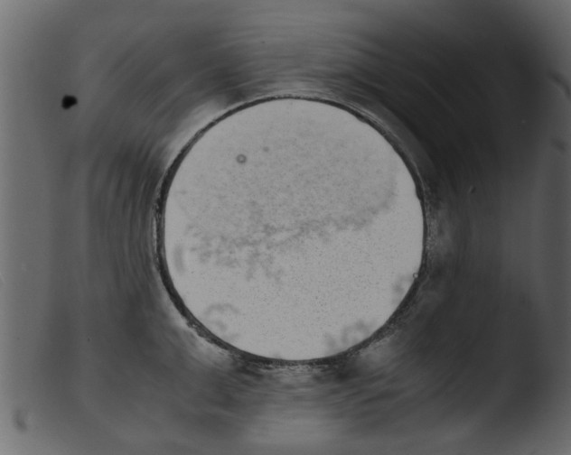 X0000103960999200810101240