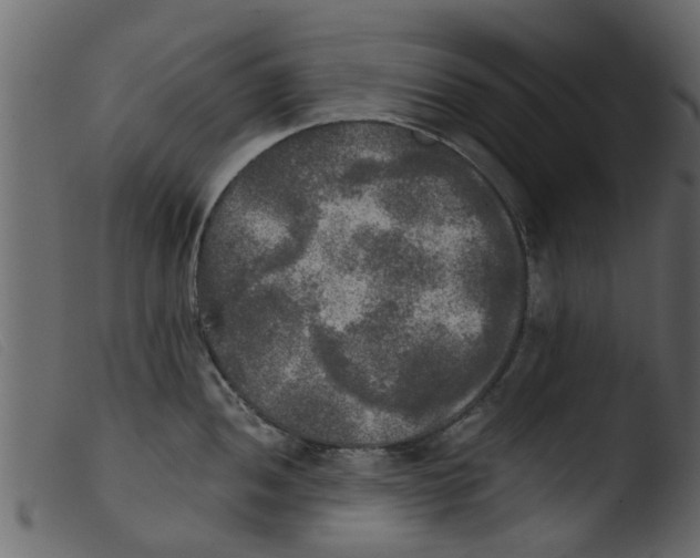 X0000103961052200810101240