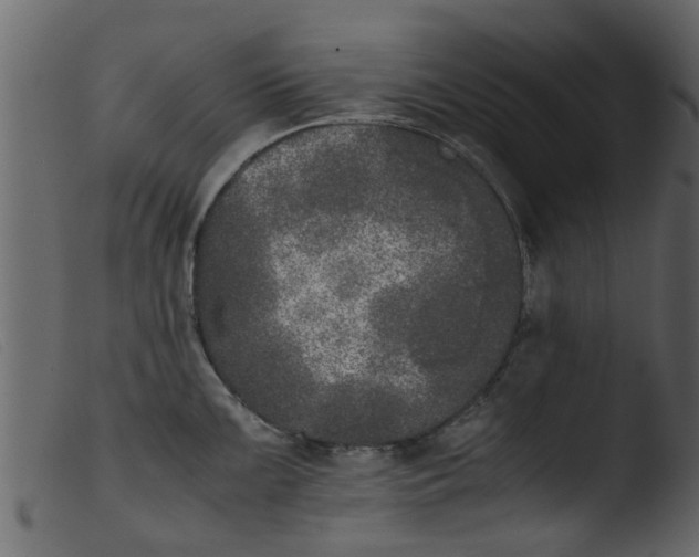 X0000103961099200810101239