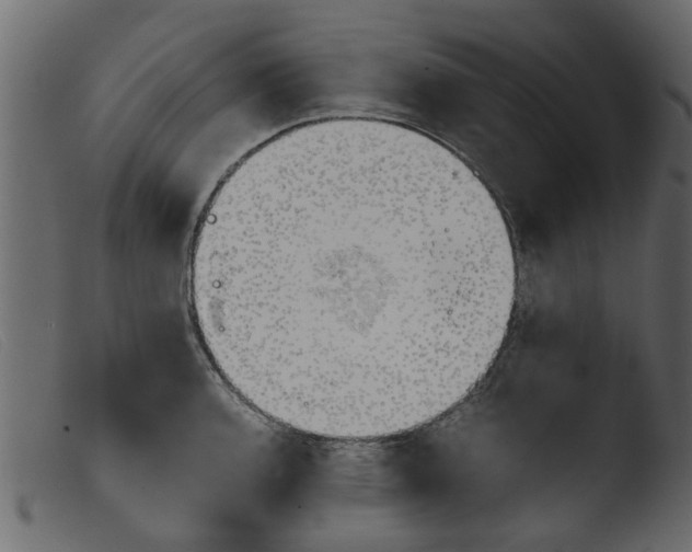 X0000103961136200810101238