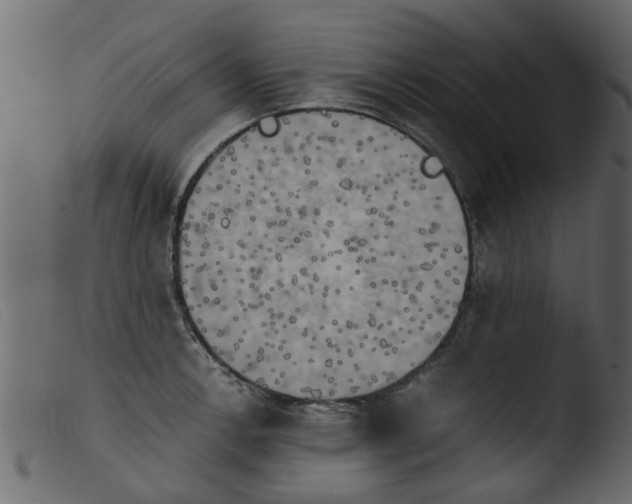 X0000103961138200810101238