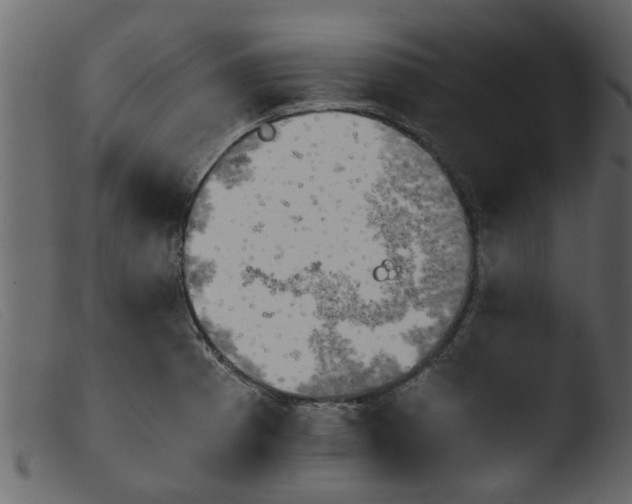 X0000103961185200810101237