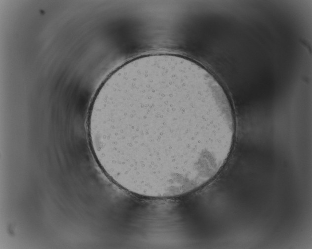 X0000103961189200810101237