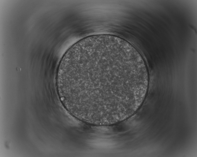 X0000103961197200810101237