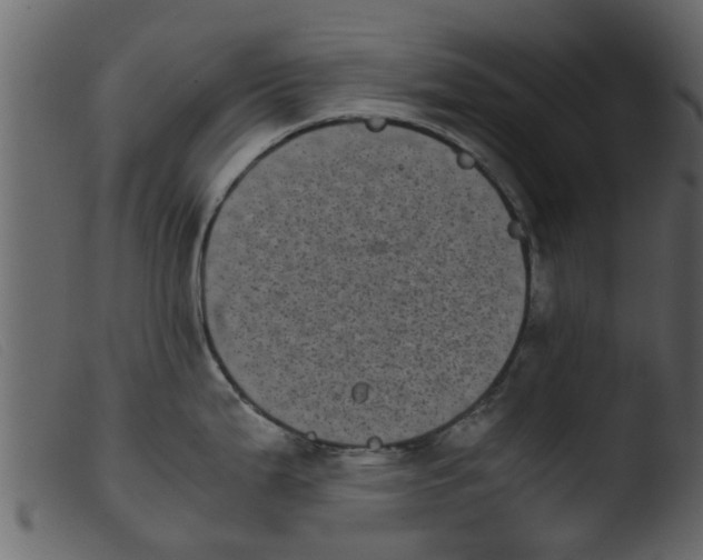 X0000103961199200810101237