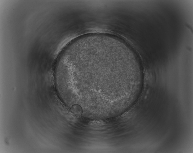 X0000103961215200810101237