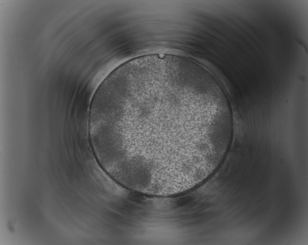 X0000103961244200810101237