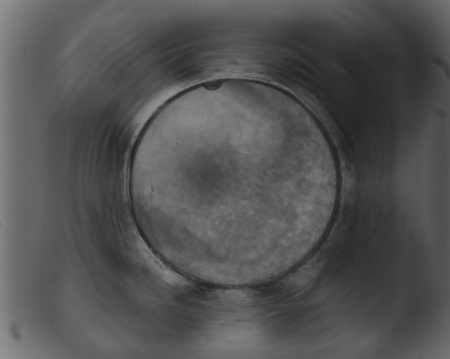 X0000103961246200810101237