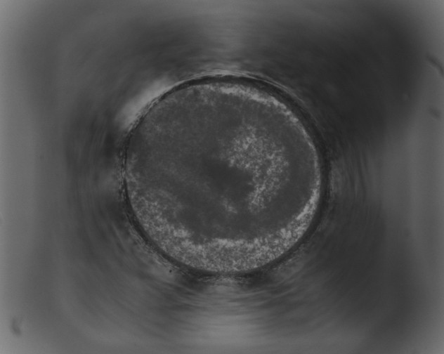 X0000103961359200810101235