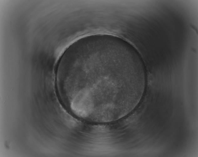 X0000103961508200810101232