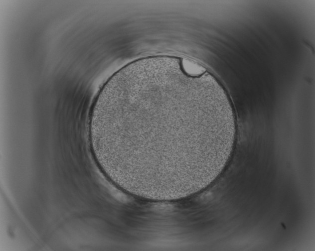 X0000103961525200810101232