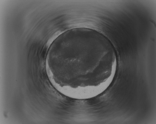 X0000103961529200810101232