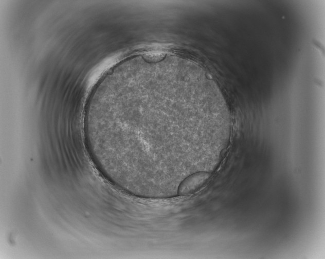 X0000103960006200810171912