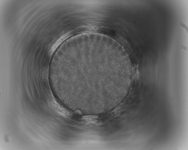 X0000103960051200810171911