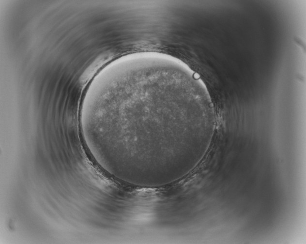 X0000103960052200810171911